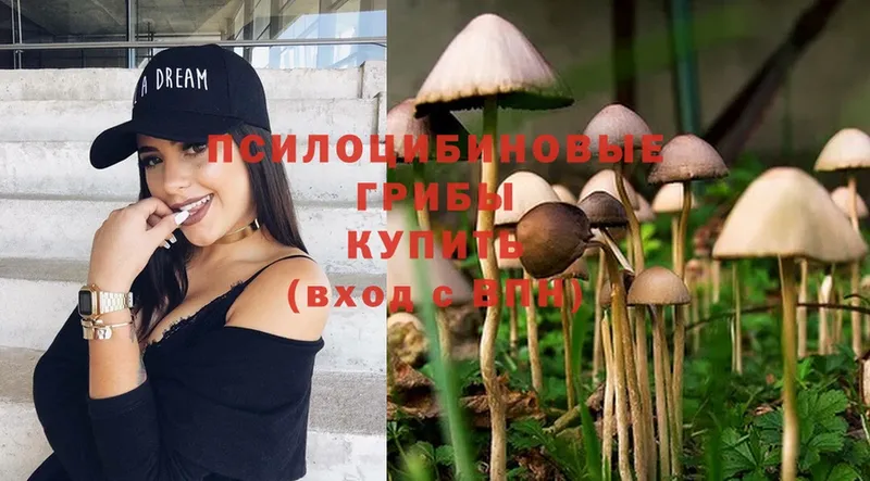 Псилоцибиновые грибы Psilocybe  где купить наркоту  Байкальск 